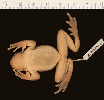 Media type: image;   Herpetology A-25647